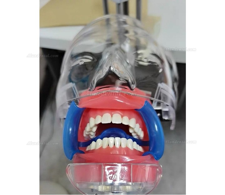 Jingle C6-1 Dental Training Practice Phantom Manikin Head